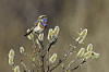 Bluethroat