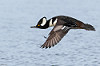 Hooded Merganser, male