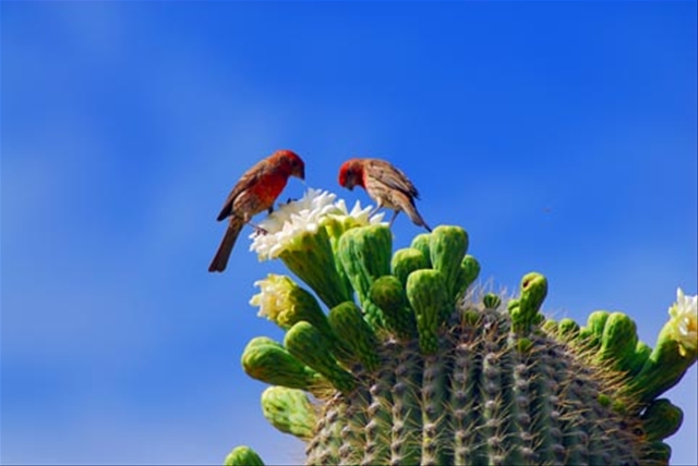 windowslivewriter1a54ff3d7e28-6d5ehouse-finches-on-cactus-01-web3.jpg