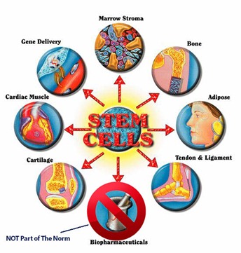 Stem_Cells_Pic2