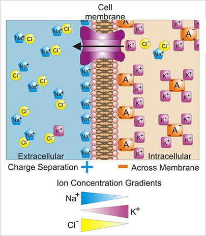 Basis_of_Membrane_Potential2