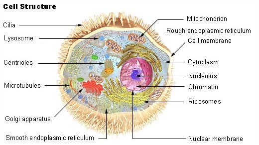 Human-cell-1.jpg