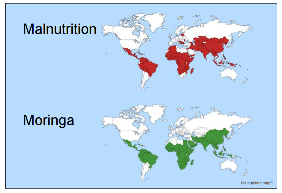 moringa_malnourishment