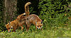 Foxes pushing each other into the air with their rear ends.