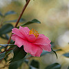 Camellia japonica / つばき