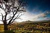 The Eildons From Scott's View, Scottish Borders