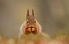 Red Squirrel