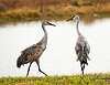 Sandhill Crane pair - Explored