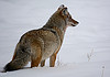 Coyote