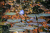 Fall colors in the Lily pond (EXPLORED)