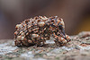 Weevil. Cryptorrhynchinae? ~15mm.