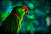 Green Parrot. Green Parrot.