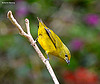 Gaturamo-verdadeiro  ou Tem-tem-verdadeiro ou Guriatã (Euphonia violacea) - Violaceous Euphonia - FEMALE