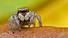 Habronattus viridipes jumping spider