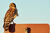 Sign Hunting: Red-shouldered Hawk_DSC6730