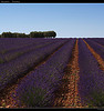 Lavender field (On Explore 2012-10-25 ... best rank #1... thank you all)