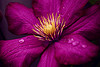 Pink Clematis