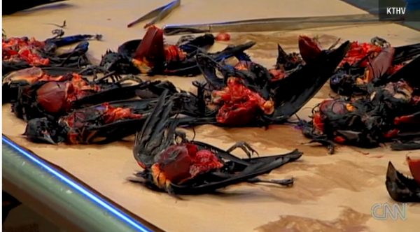 Starlings die in Arkansas.