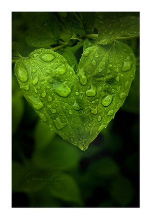 Green Love