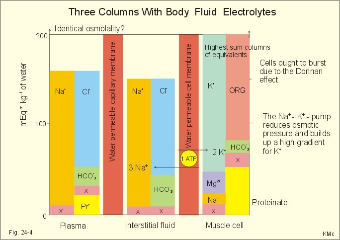 Notice the electrolytes in the body. Notice the electrolytes in the body.