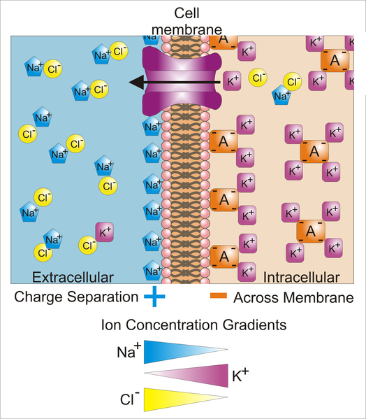 Membrane Potential